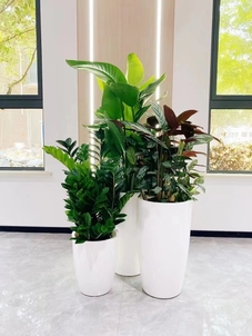 优质植物租摆服务,就在宁波镇海!